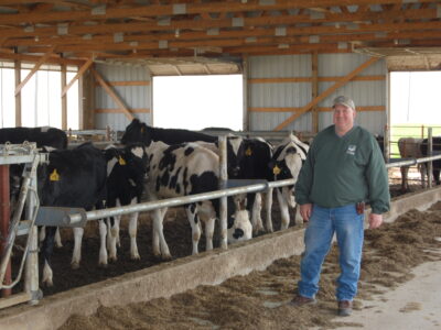 Kent, dairy cows 3